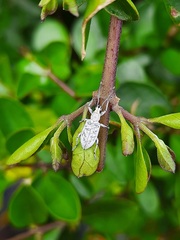 Myllocerus undecimpustulatus