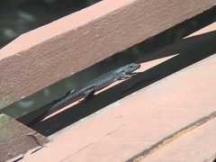 Emoia atrocostata