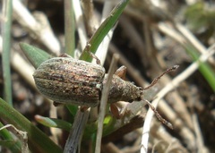 Phyllobius pyri