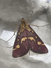 Pyrausta purpuralis