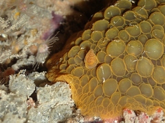 Doris wellingtonensis