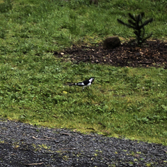 Grallina cyanoleuca
