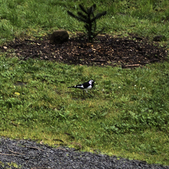 Grallina cyanoleuca