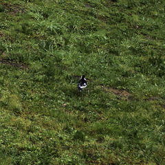 Grallina cyanoleuca