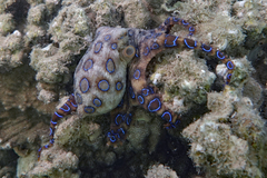 Hapalochlaena lunulata