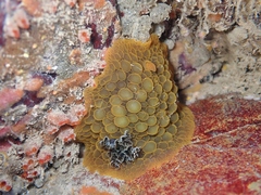 Doris wellingtonensis