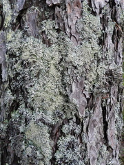 Hypogymnia farinacea