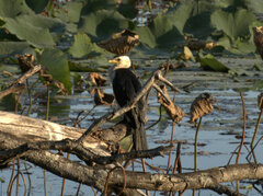 Microcarbo melanoleucos