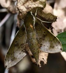 Rhagastis albomarginata