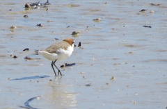Charadrius ruficapillus