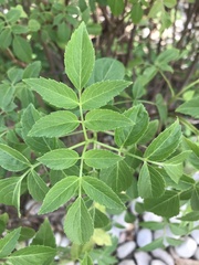 Sambucus williamsii