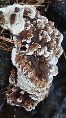 Heterobasidion annosum