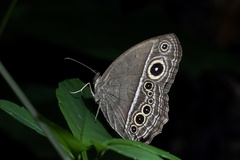 Mycalesis mineus