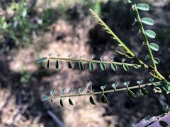 Indigofera brevidens