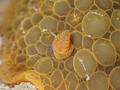 Doris wellingtonensis