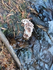 Heterobasidion annosum