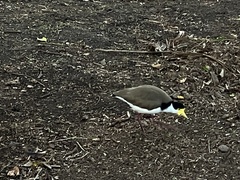 Vanellus miles novaehollandiae