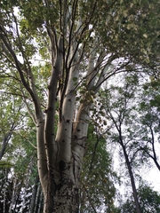 Populus