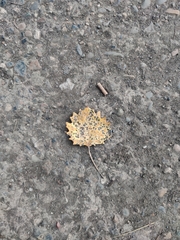 Populus