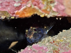 Ruanoho decemdigitatus