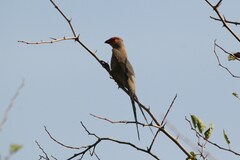 Urocolius indicus transvaalensis