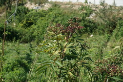 Sambucus ebulus