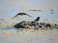 Hirundo neoxena