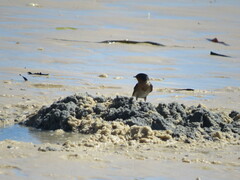 Hirundo neoxena