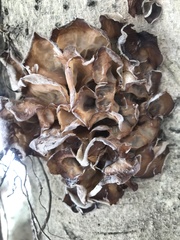 Phaeotremella foliacea