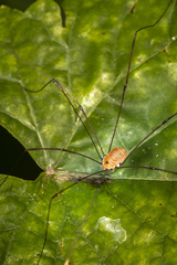 Sclerosomatidae