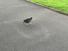 Gallinula tenebrosa