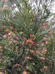 Grevillea