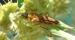 Oedemera podagrariae