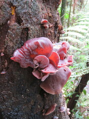 Auricularia cornea