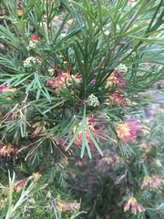 Grevillea