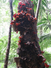 Auricularia cornea