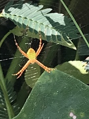 Argiope aemula