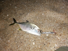 Caranx