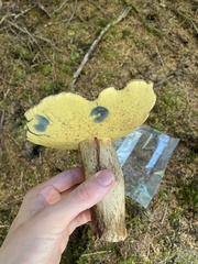 Caloboletus conifericola