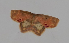 Chrysocraspeda dilucida