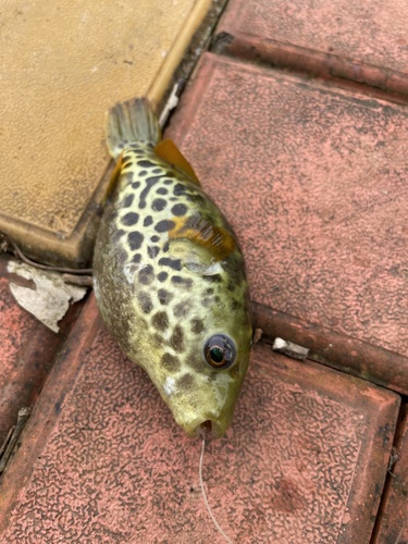 Common puffer (Dichotomyctere fluviatilis) — Tetraodontidae — 3