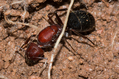 Camponotus