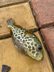 Dichotomyctere fluviatilis