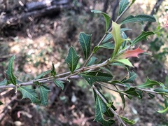 Alectryon diversifolius