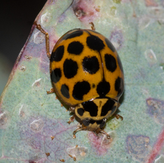 Harmonia conformis