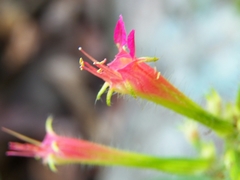 Cuphea appendiculata