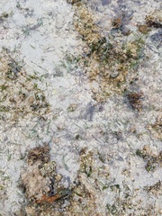 Baseodiscus quinquelineatus