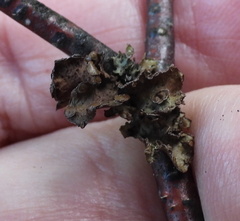 Tuckermanopsis sepincola