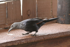 Onychognathus morio morio