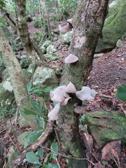 Auricularia cornea